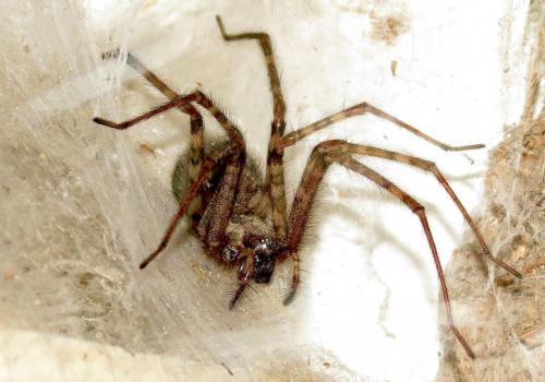 Tegenaria parietina